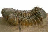 Detailed Reedops Trilobite - Atchana, Morocco #325876-1